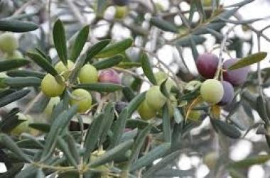 Cojo oliva