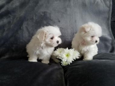 Adorables cachorros malteses en adopción